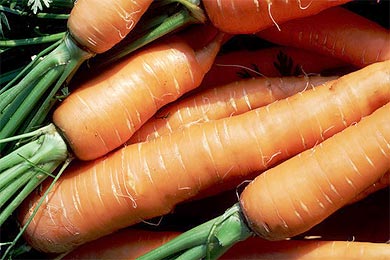 Все стихи про морковь и прочую еду